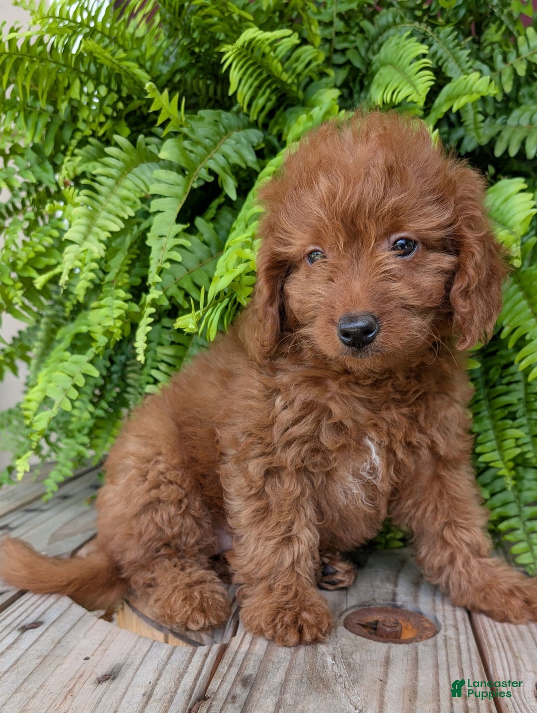 Mini Goldendoodle dogs for sale: Mini -lilly - Image 32