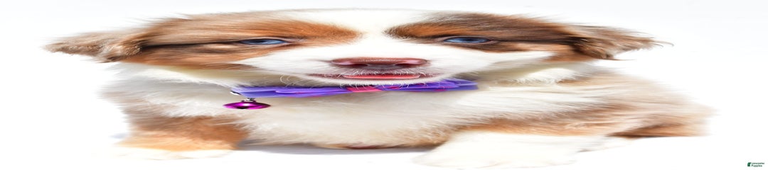 Jane