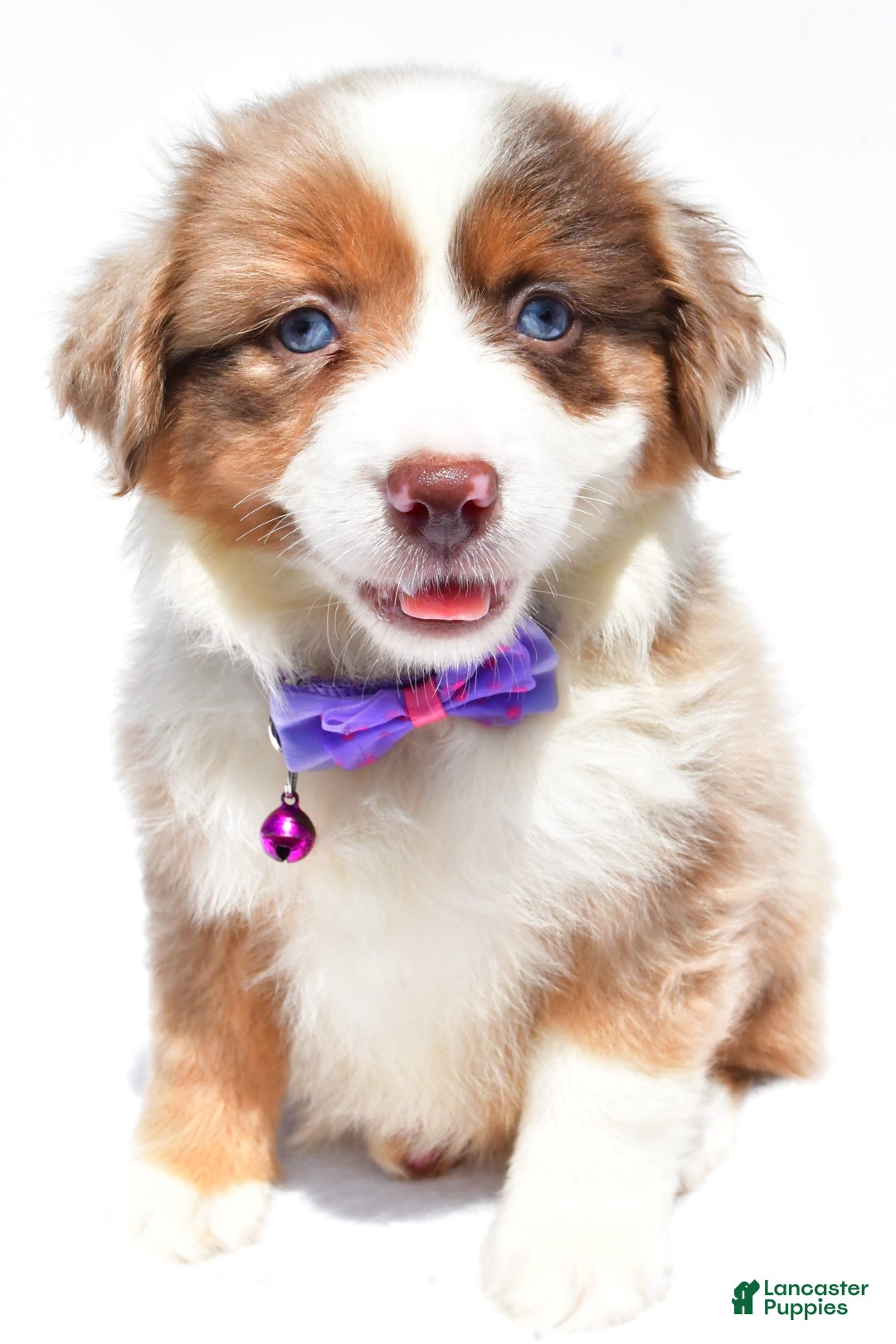 Miniature Australian Shepherd dogs for sale: Jane - Image 1
