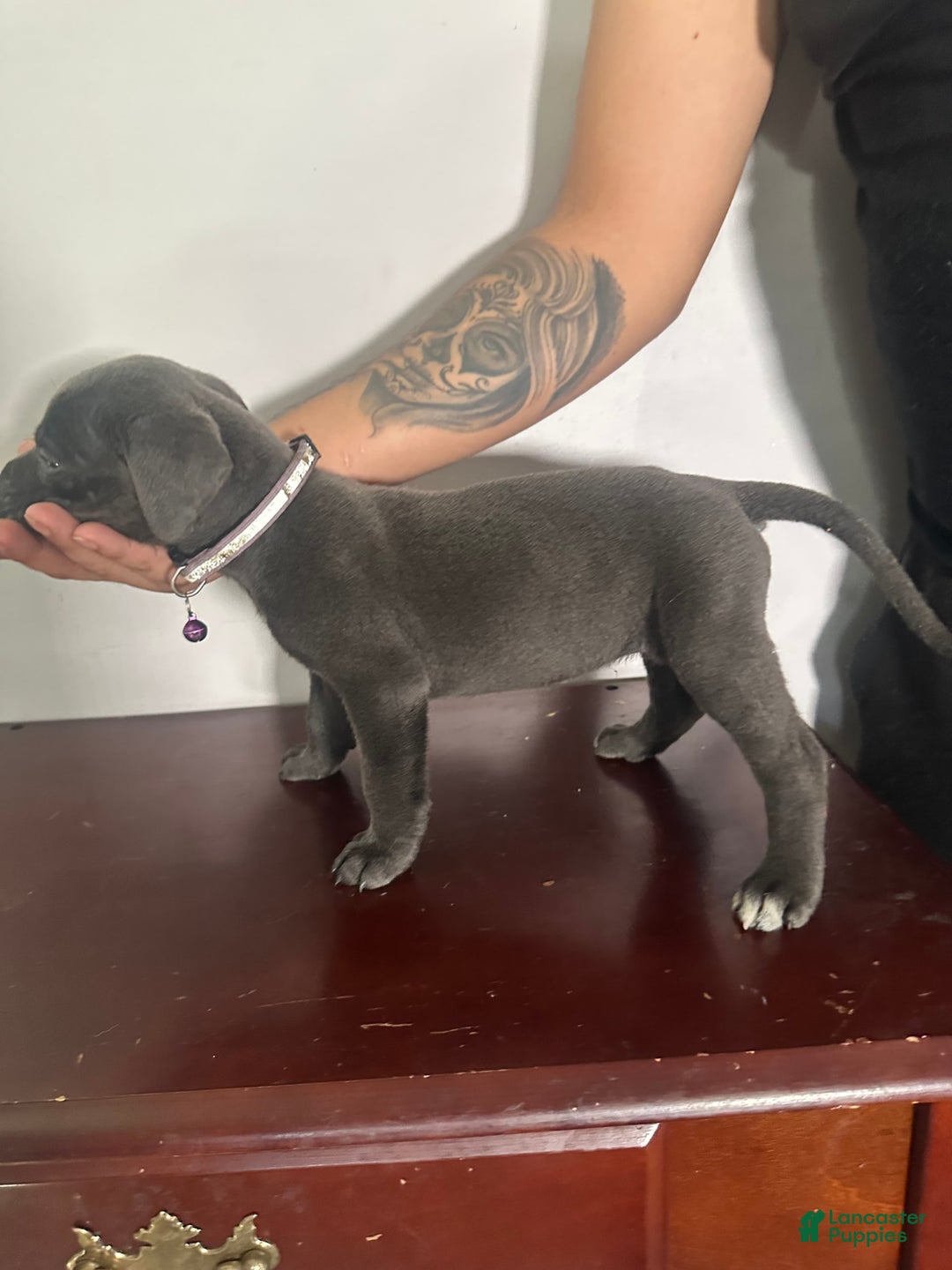 Cane Corso dogs for sale: Gracie - Image 2