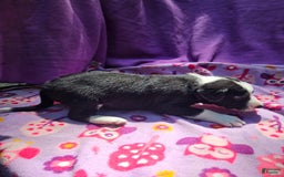 Border Collie dogs for sale: Fang - Image 18