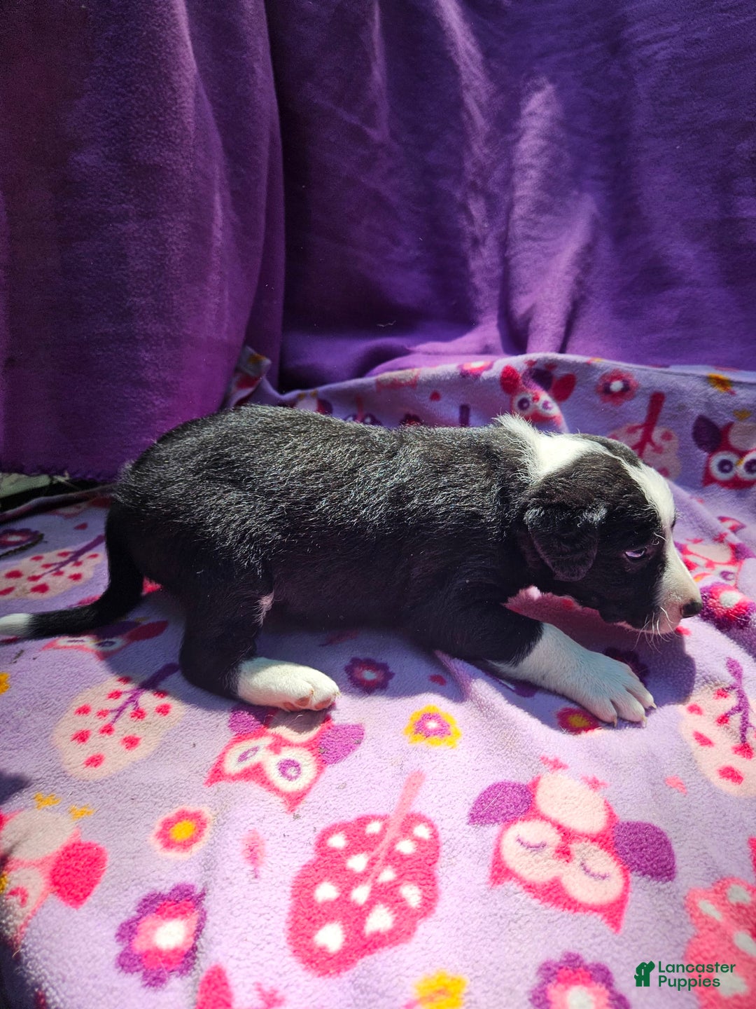 Border Collie dogs for sale: Fang - Image 18