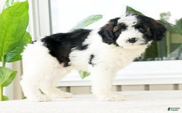 Miniature Poodle dogs for sale: Kolton - Image 7