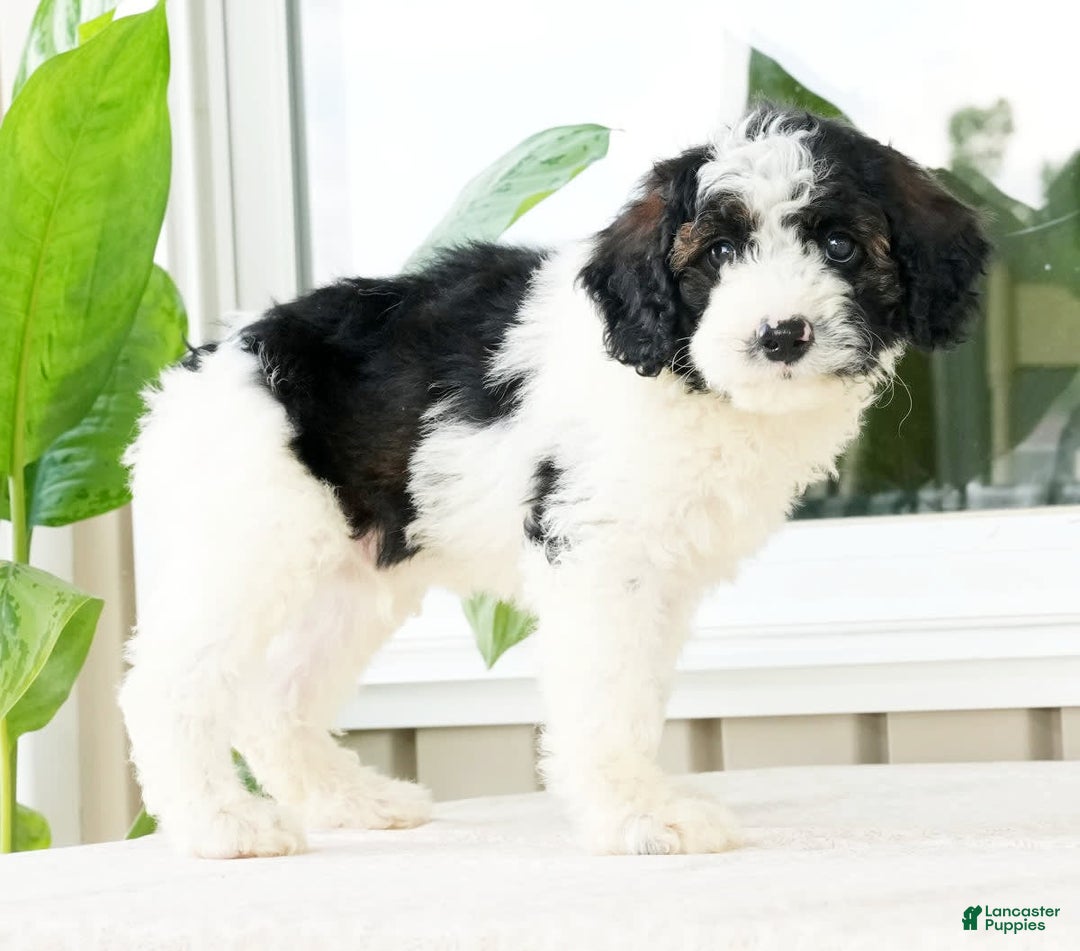 Miniature Poodle dogs for sale: Kolton - Image 7