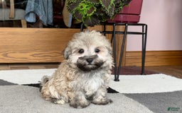 Maltese dogs for sale: Waylon - Image 5