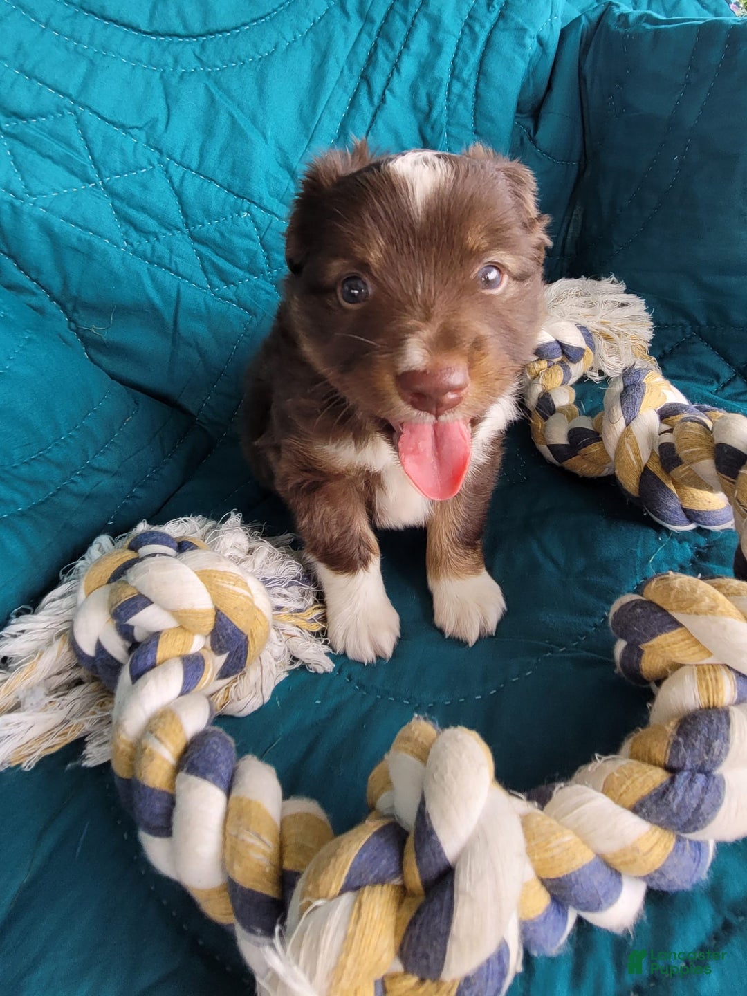 Miniature Australian Shepherd dogs for sale: Buddy - Image 3