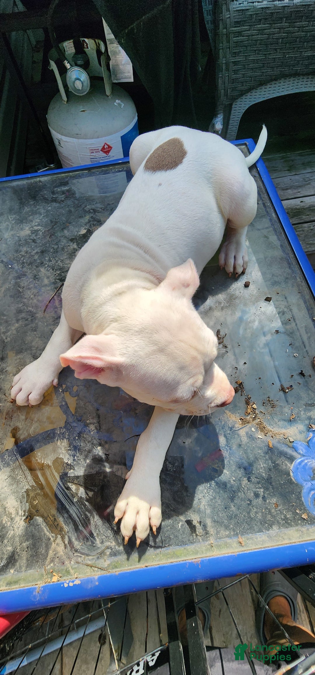 American Bully dogs for sale: Luna - Image 7