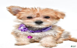 Morkie dogs for sale: Rose Teacup - Image 7