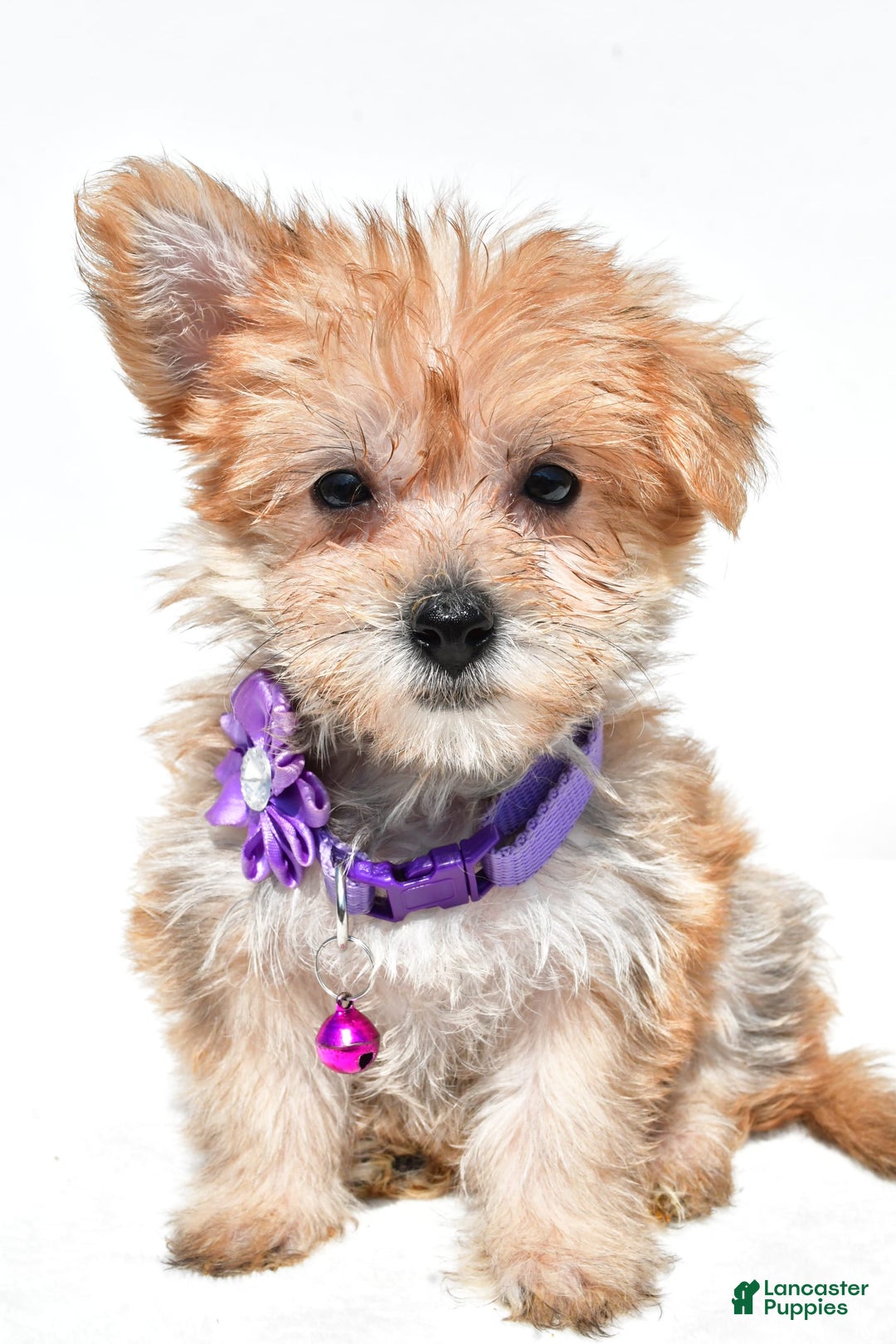 Morkie dogs for sale: Rose Teacup - Image 7