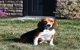 Beagle dogs for sale: Tina - Image 4
