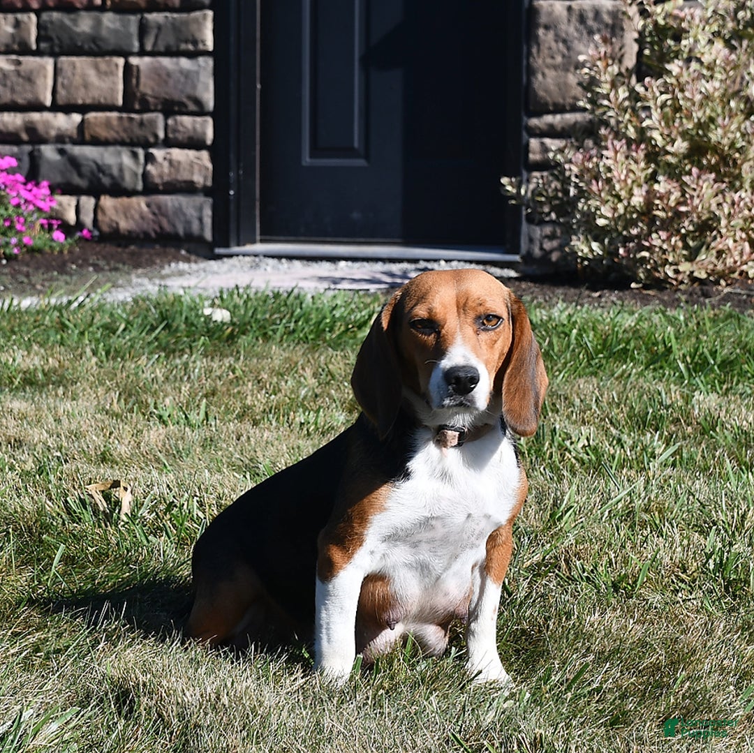 Beagle dogs for sale: Tina - Image 4