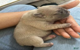 French Bulldog dogs for sale: Creamy - Image 1