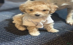 Toy Poodle dogs for sale: Sweetie - Image 1