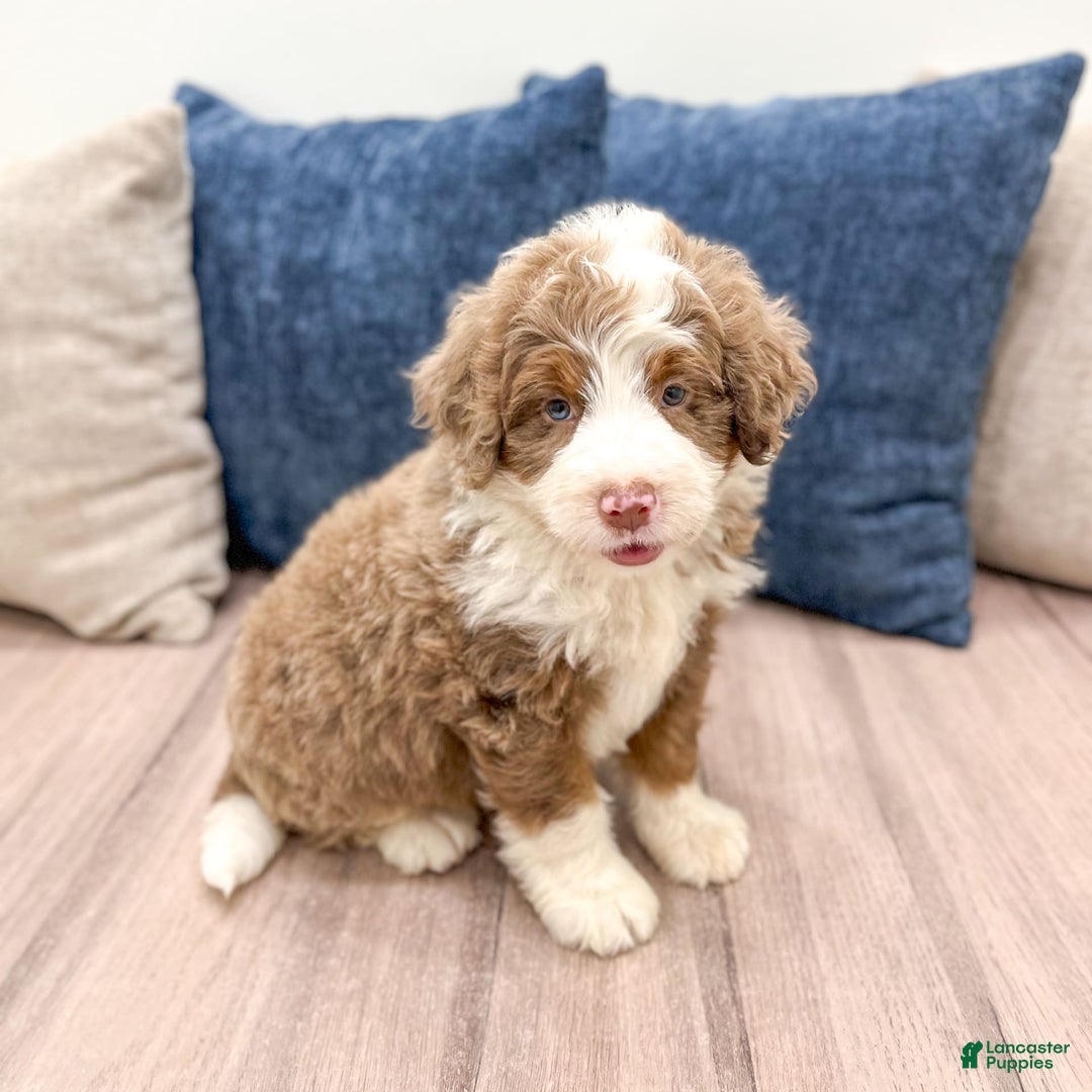 Mini Bernedoodle dogs for sale: Bear - Image 5