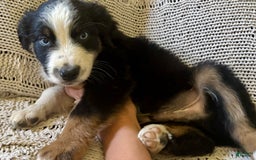 Australian Shepherd dogs for sale: Ace - Image 1