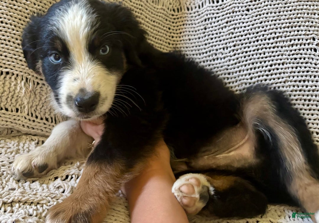 Australian Shepherd dogs for sale: Ace - Image 1