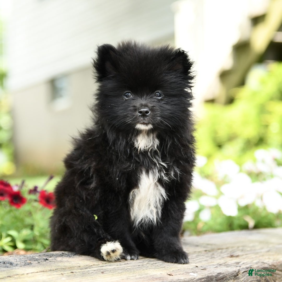 Pomeranian dogs for sale: Bear - Image 5