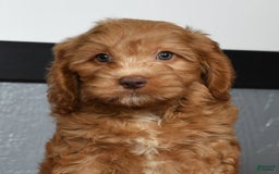 Cavapoo dogs for sale: Jackson - Image 3