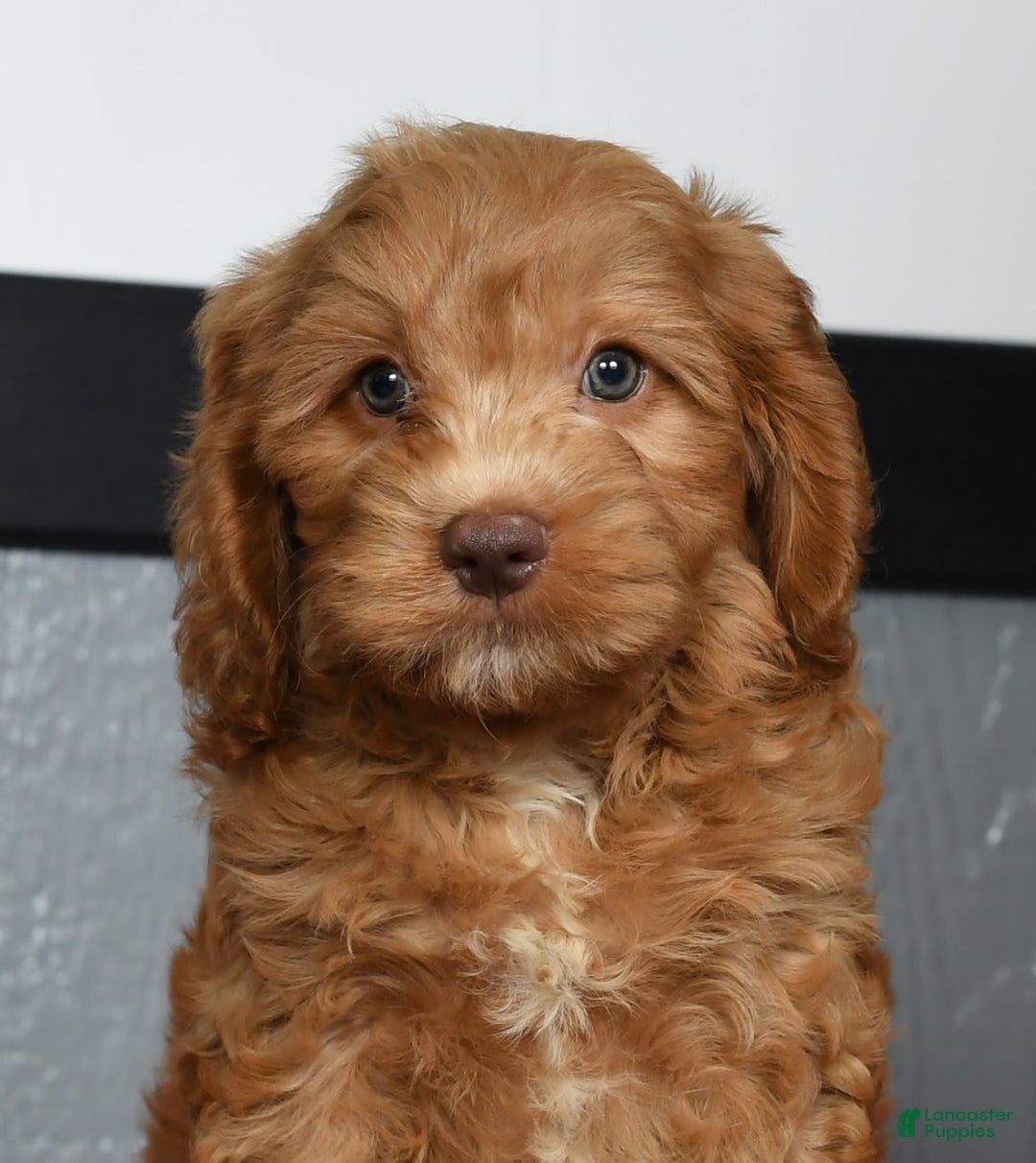 Cavapoo dogs for sale: Jackson - Image 3