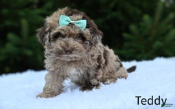 Havapoo dogs for sale: Havapoo 6 puppies - Image 12