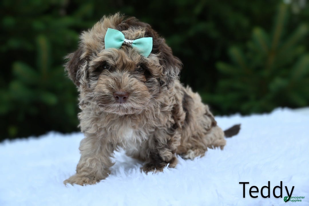 Havapoo dogs for sale: Havapoo 6 puppies - Image 12