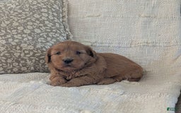 Mini Goldendoodle dogs for sale: F1b Leo - Image 6