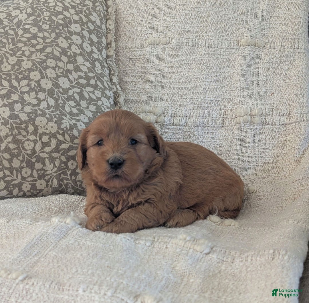 Mini Goldendoodle dogs for sale: F1b Leo - Image 6
