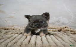 French Bulldog dogs for sale: Roscoe - Image 4