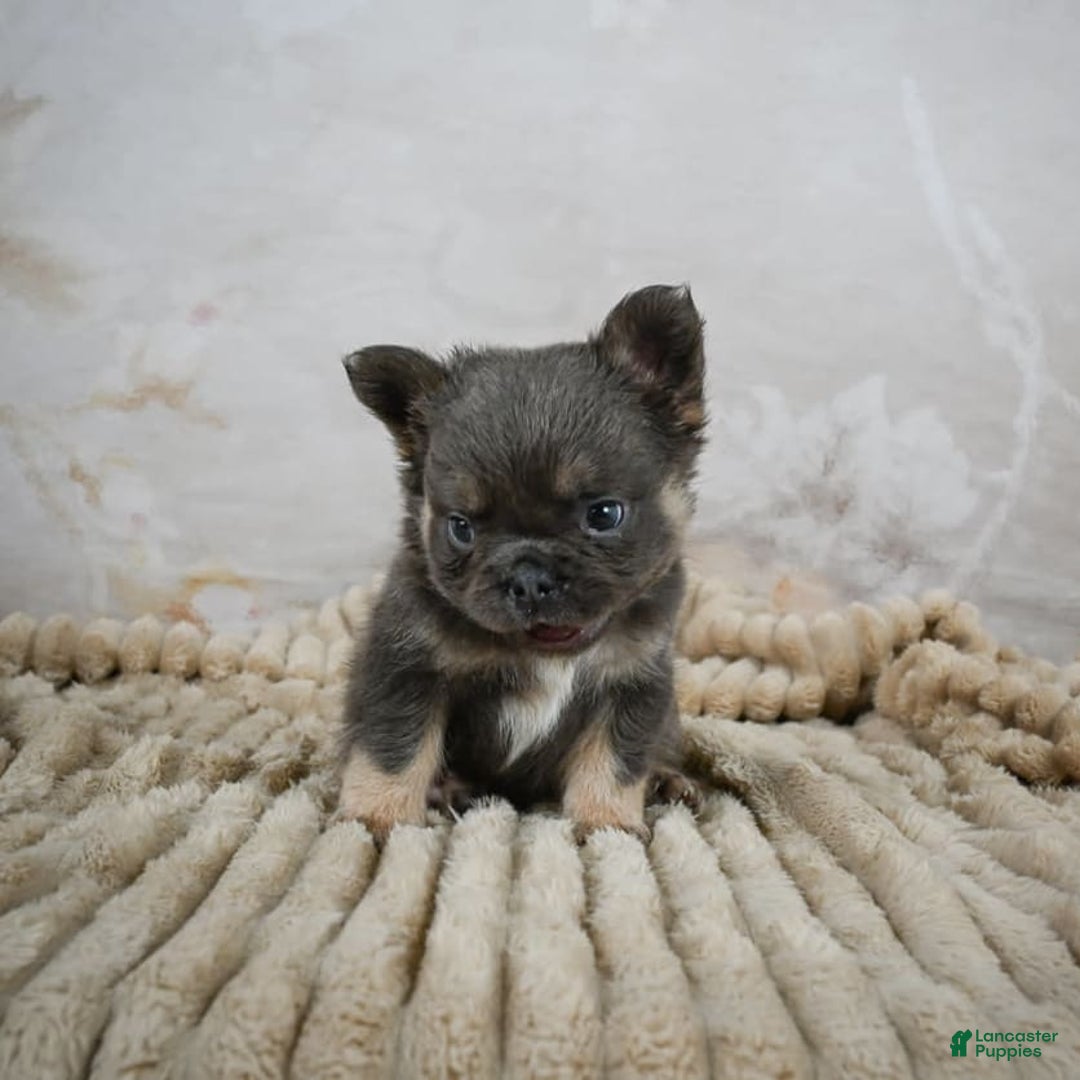 French Bulldog dogs for sale: Roscoe - Image 4
