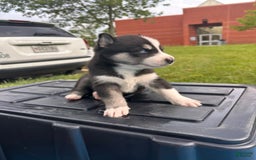 Siberian Husky dogs for sale: Nine - Image 1