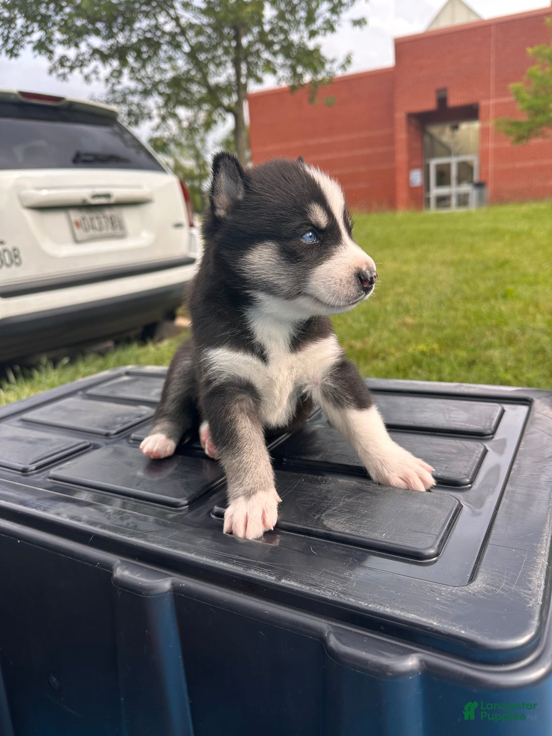 Siberian Husky dogs for sale: Nine - Image 1