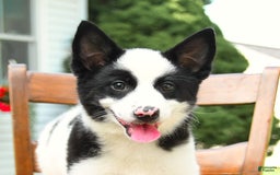 Border Collie dogs for sale: Poppy - Image 6