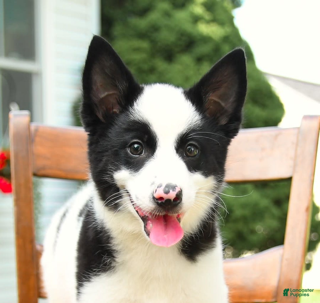 Border Collie dogs for sale: Poppy - Image 6