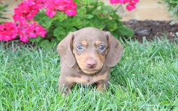 Dachshund dogs for sale: Prince - Image 4