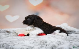 Cocker Spaniel dogs for sale: Leo - Image 4