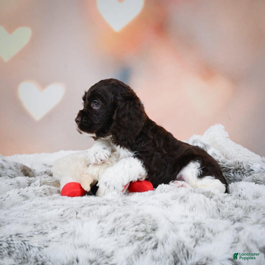 Cocker Spaniel dogs for sale: Leo - Image 4