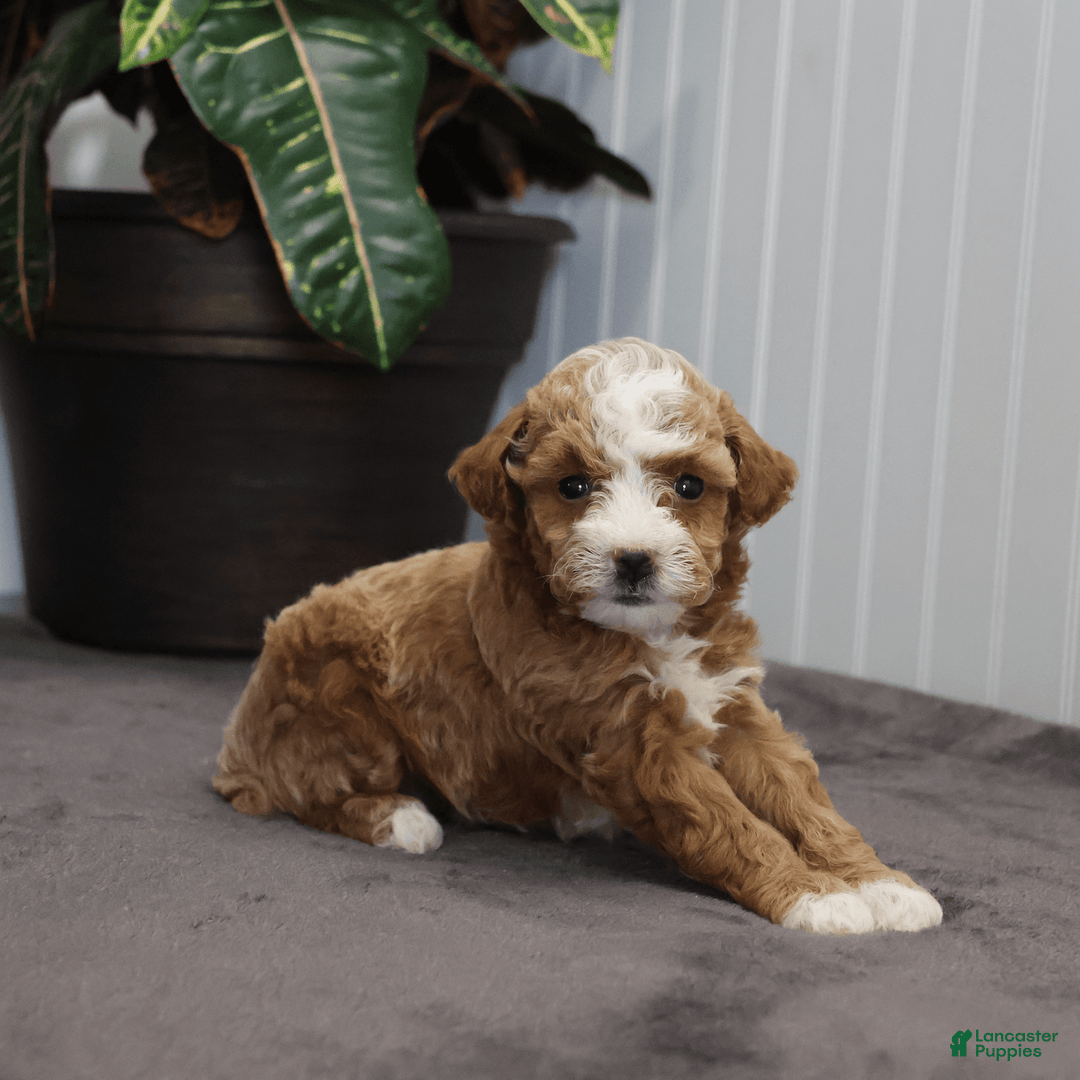 Toy Poodle dogs for sale: Edith - Image 3