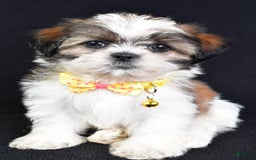 Shih Tzu dogs for sale: Logan - Image 3
