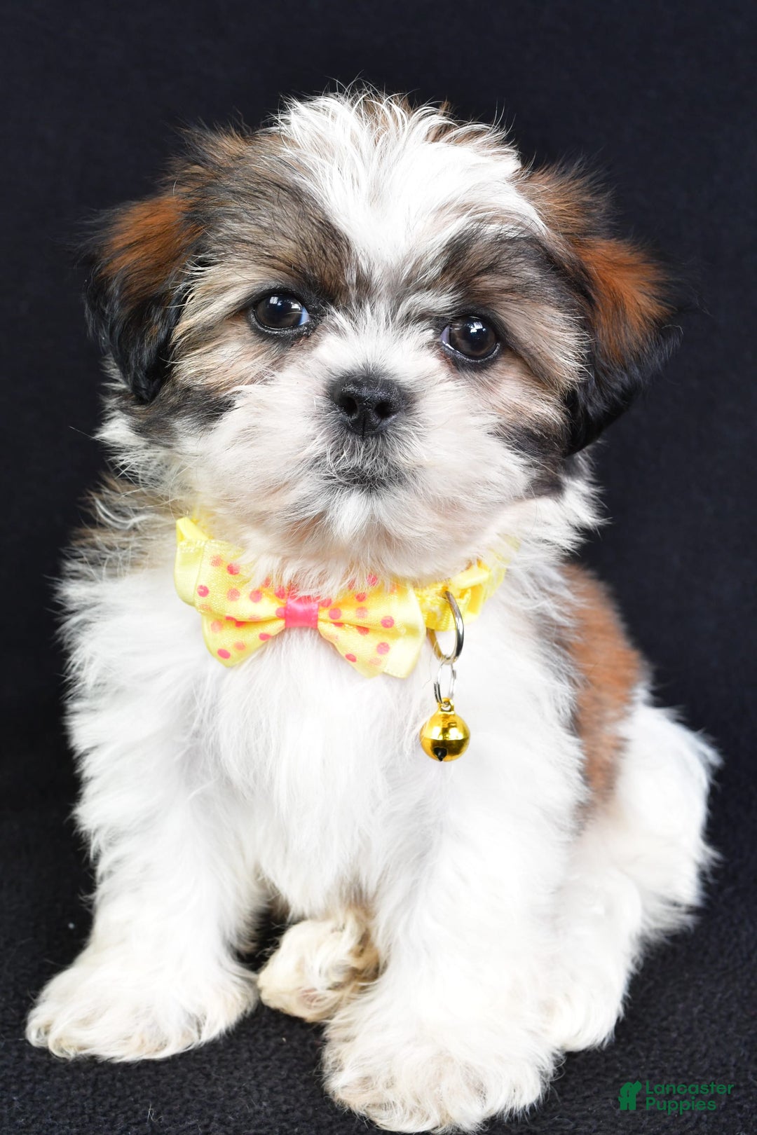 Shih Tzu dogs for sale: Logan - Image 3