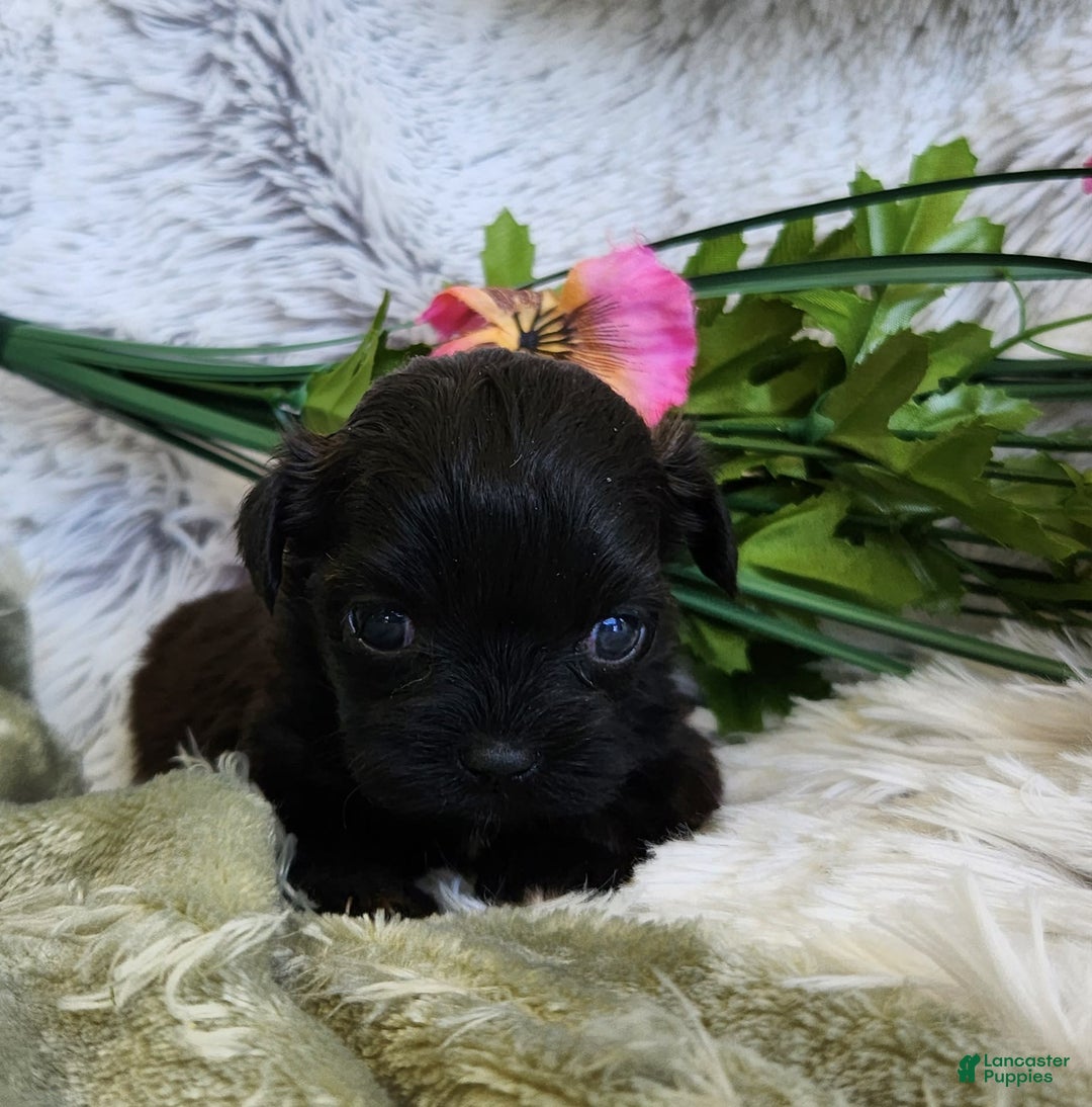 Shihpoo dogs for sale: Buttons - Image 2