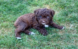 Aussiedoodle dogs for sale: Lola - Image 2