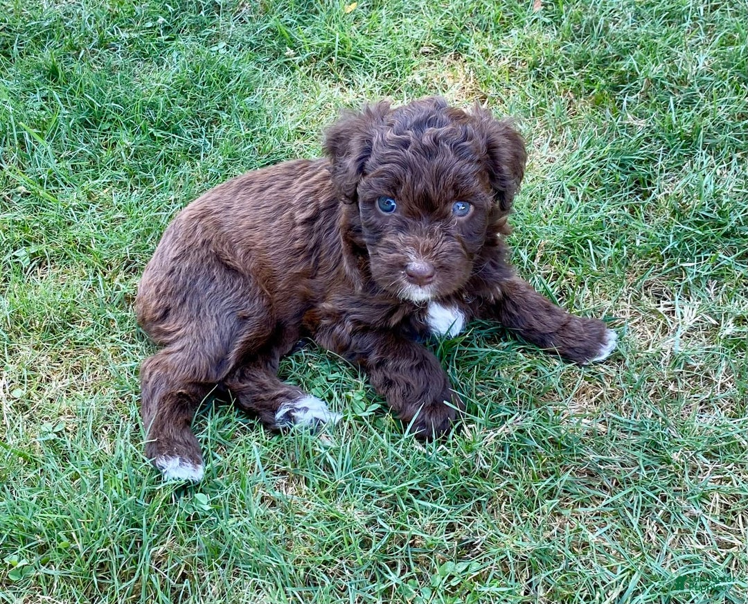Aussiedoodle dogs for sale: Lola - Image 2