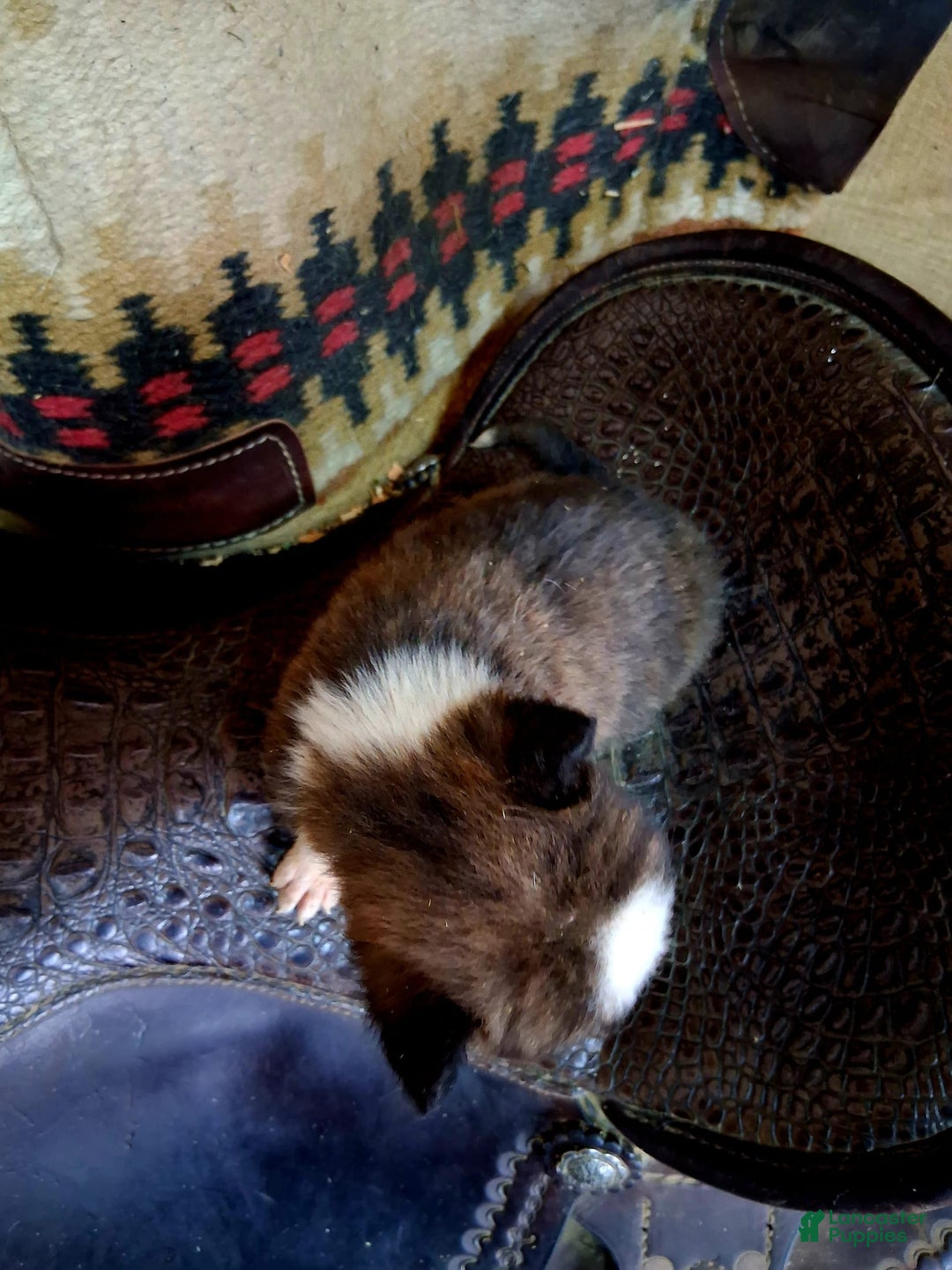 Border Collie dogs for sale: Border Collie 3 puppies - Image 12