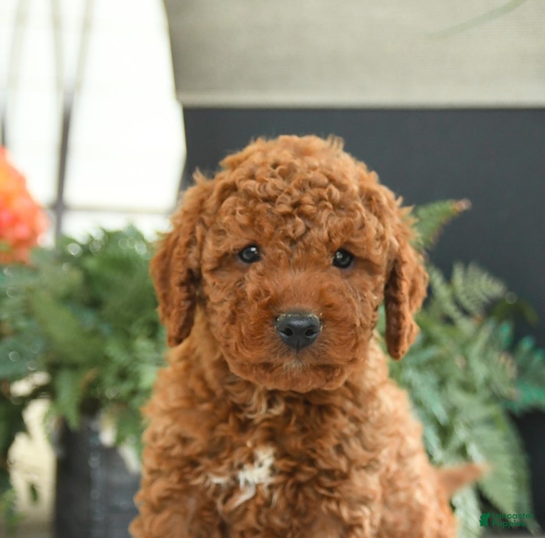 Mini Goldendoodle dogs for sale: Goose - Image 4
