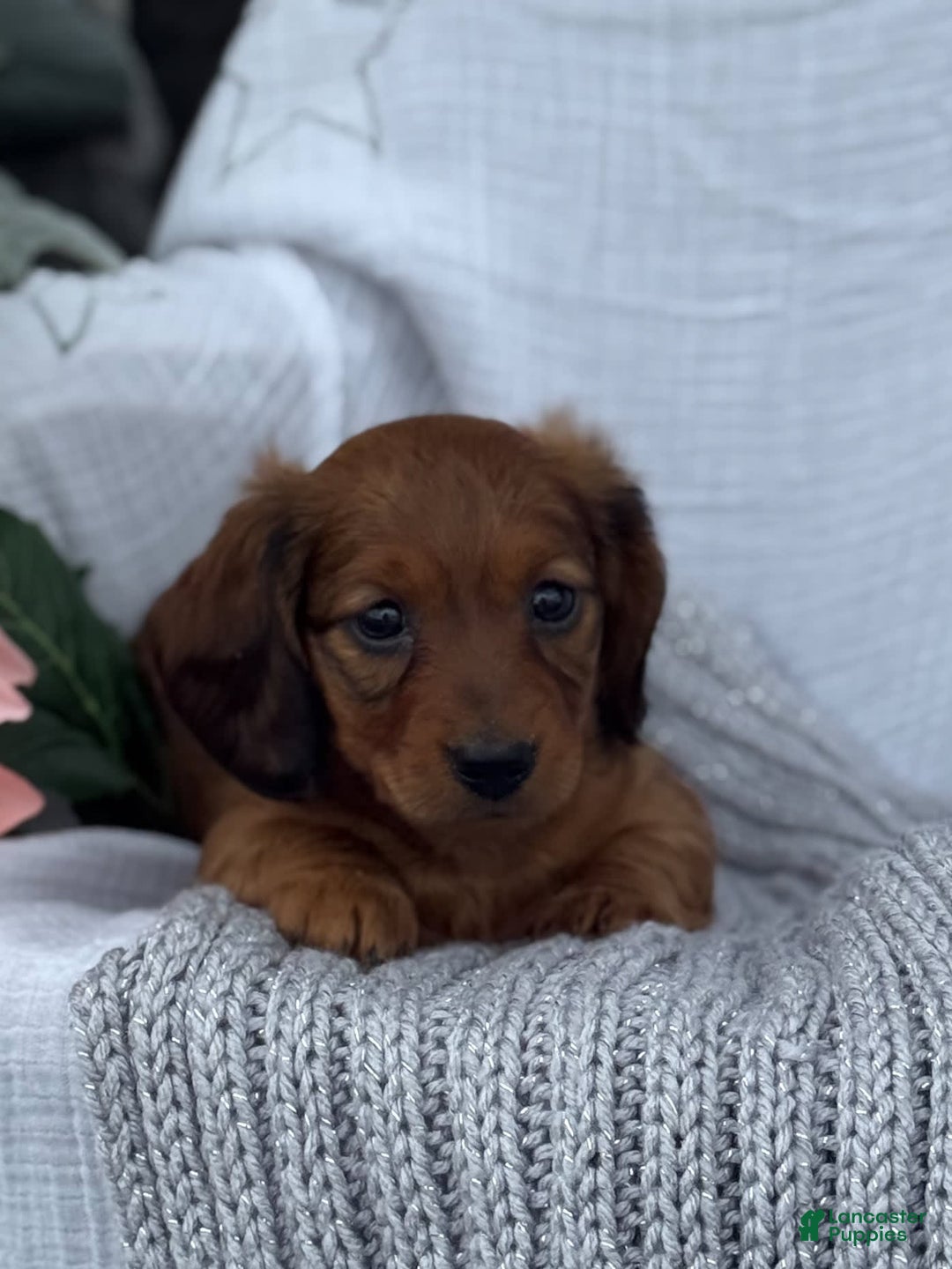 Miniature Dachshund dogs for sale: Max - Image 10