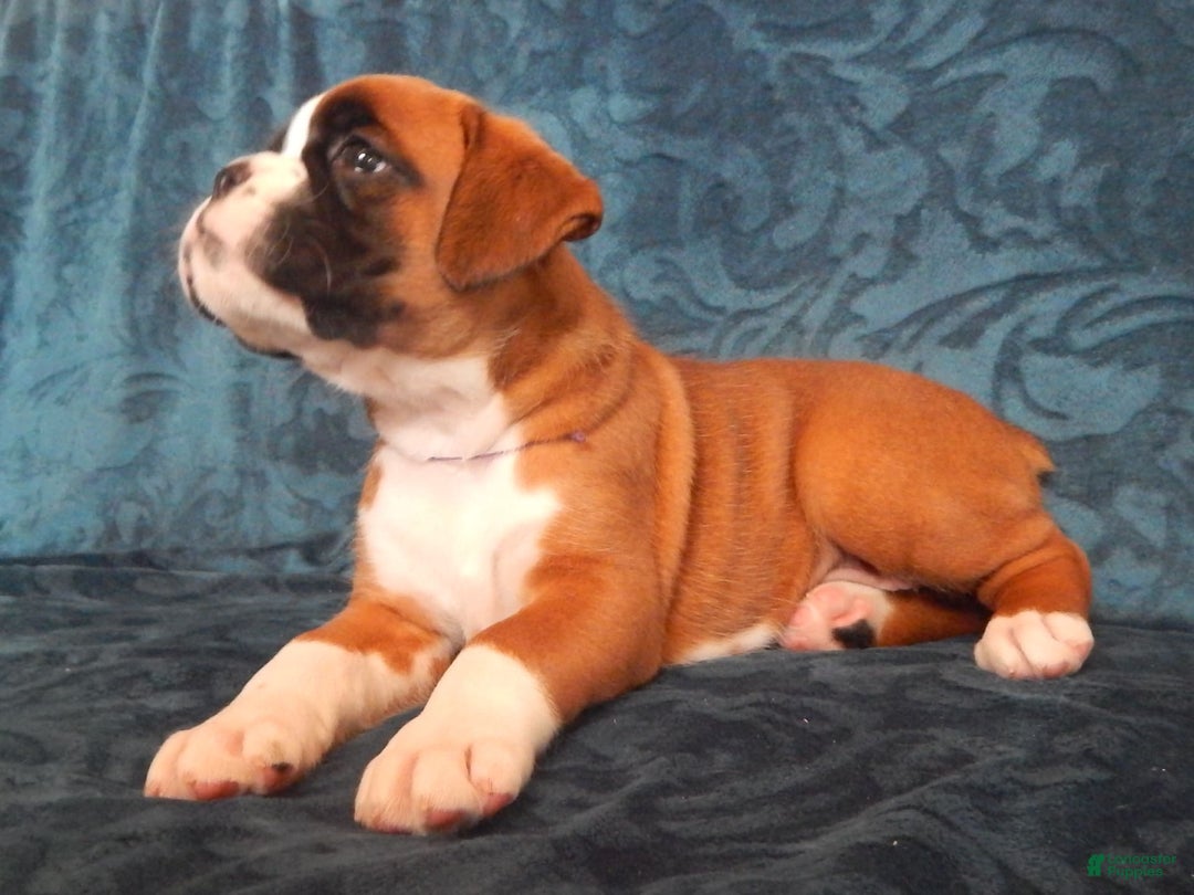Boxer dogs for sale: Cindy - Image 1