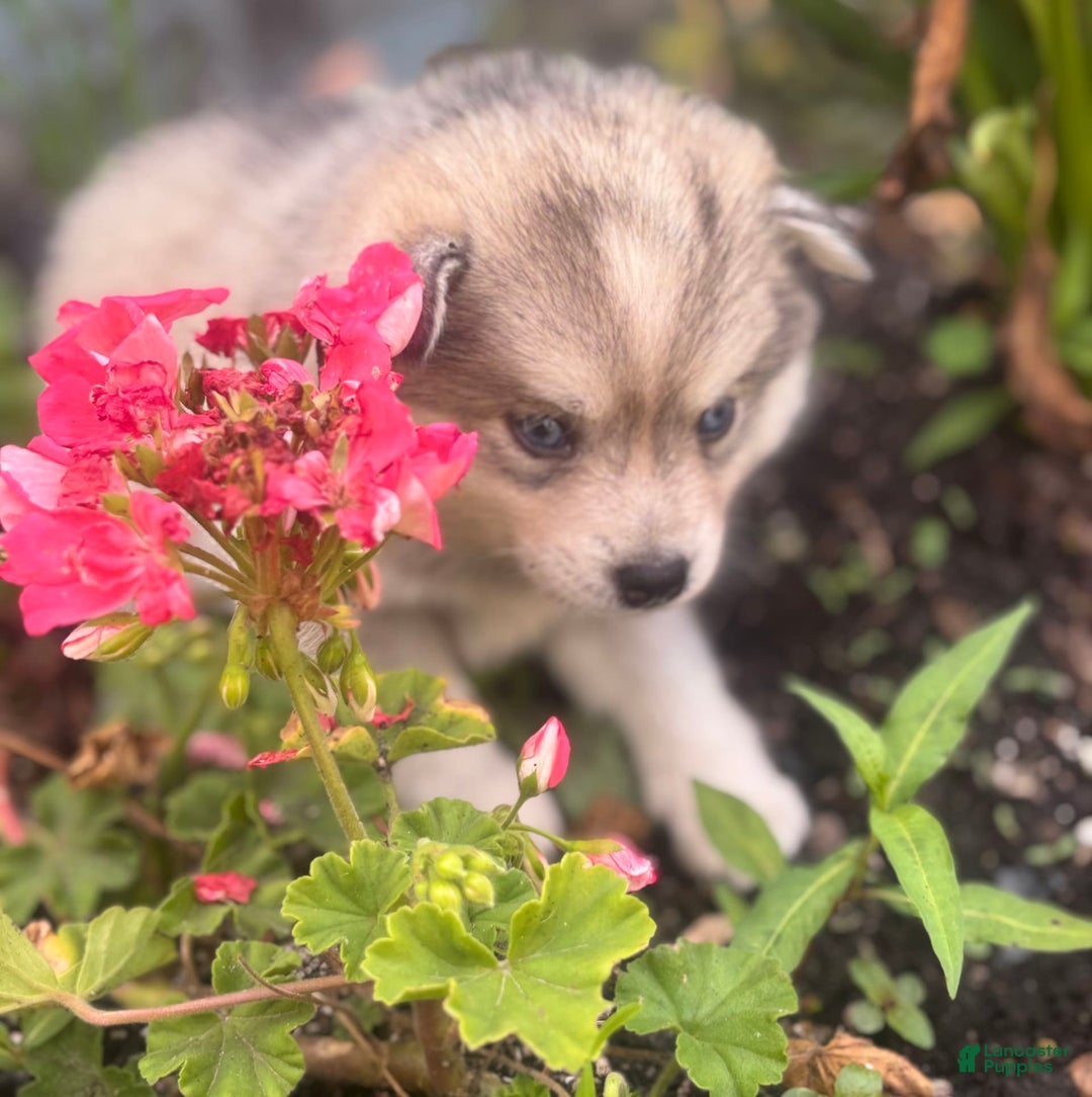 Pomsky dogs for sale: Kanan - Image 16