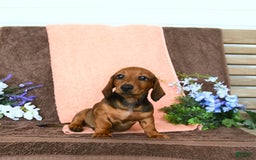 Miniature Dachshund dogs for sale: Patrick - Image 20