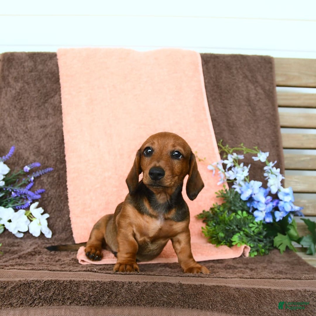 Miniature Dachshund dogs for sale: Patrick - Image 20
