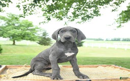 Great Dane dogs for sale: Lenore - Image 8